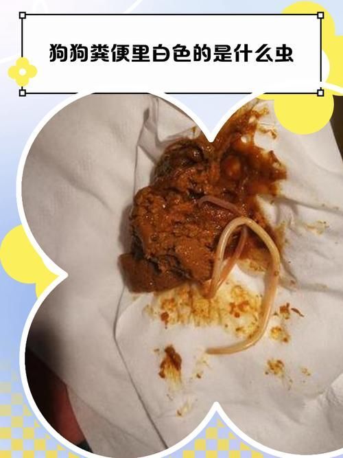 有哪些常見的寄生蟲感染癥狀，關于寄生蟲感染