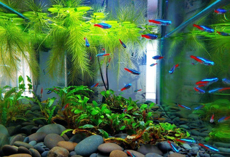 七彩龍魚有哪些常見疾病，七彩神仙魚與七彩龍魚的常見疾病的常見疾病癥狀 七彩龍魚有哪些常見疾病，七彩神仙魚與七彩龍魚的常見疾病的常見疾病癥狀 龍魚百科 第1張