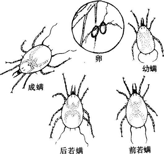 有哪些生物可以控制白色線蟲，富媒體組件庫中雖有多個“白色線蟲”主動召回專業圖像資源