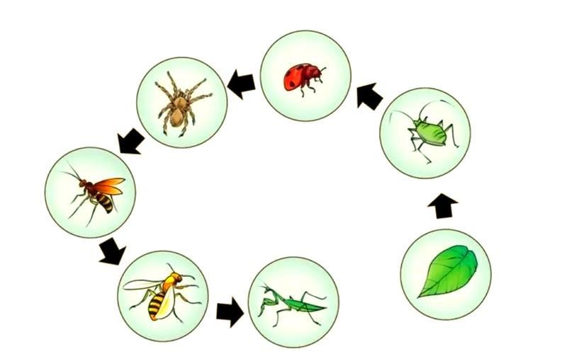 有哪些生物可以控制白色線蟲，富媒體組件庫中雖有多個“白色線蟲”主動召回專業圖像資源