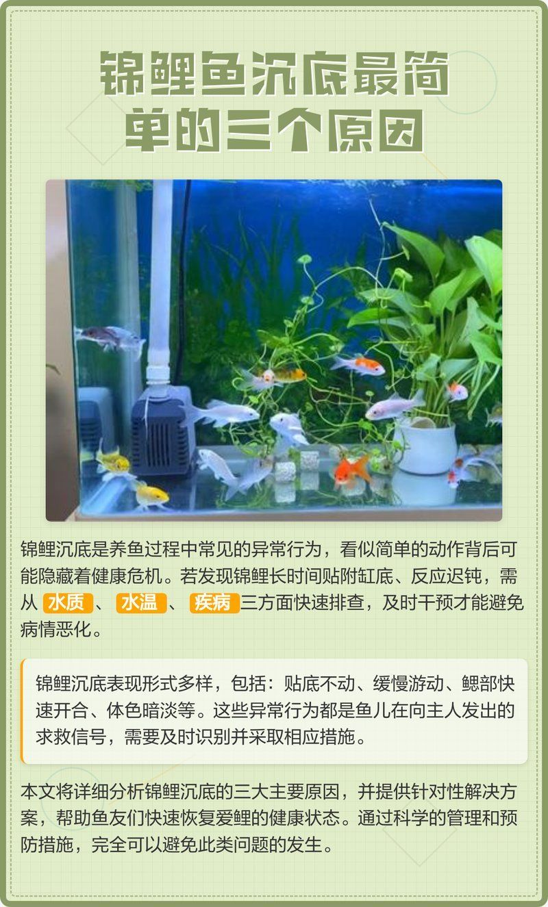 如何判斷錦鯉是否健康，判斷錦鯉是否健康是養魚愛好者關心的問題，以下關鍵指標和方法