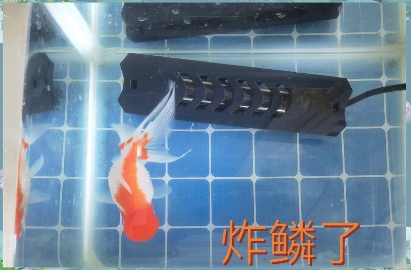 炸鱗病康復后如何護理，關于炸鱗病（魚鱗?。┛祻秃笞o理