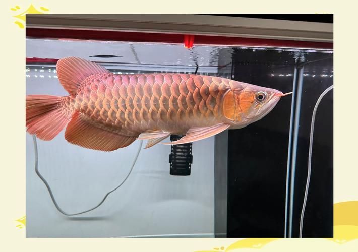 龍魚失鰾的康復訓練具體怎么做？，龍魚失鰾康復訓練成功率