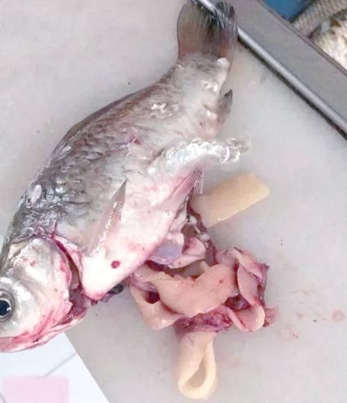給我一些魚肚子里寄生蟲的圖片，如何判斷魚是否有寄生蟲 給我一些魚肚子里寄生蟲的圖片，如何判斷魚是否有寄生蟲 龍魚百科 第7張