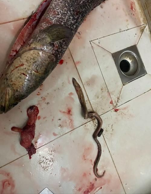 給我一些魚肚子里寄生蟲的圖片，如何判斷魚是否有寄生蟲 給我一些魚肚子里寄生蟲的圖片，如何判斷魚是否有寄生蟲 龍魚百科 第5張