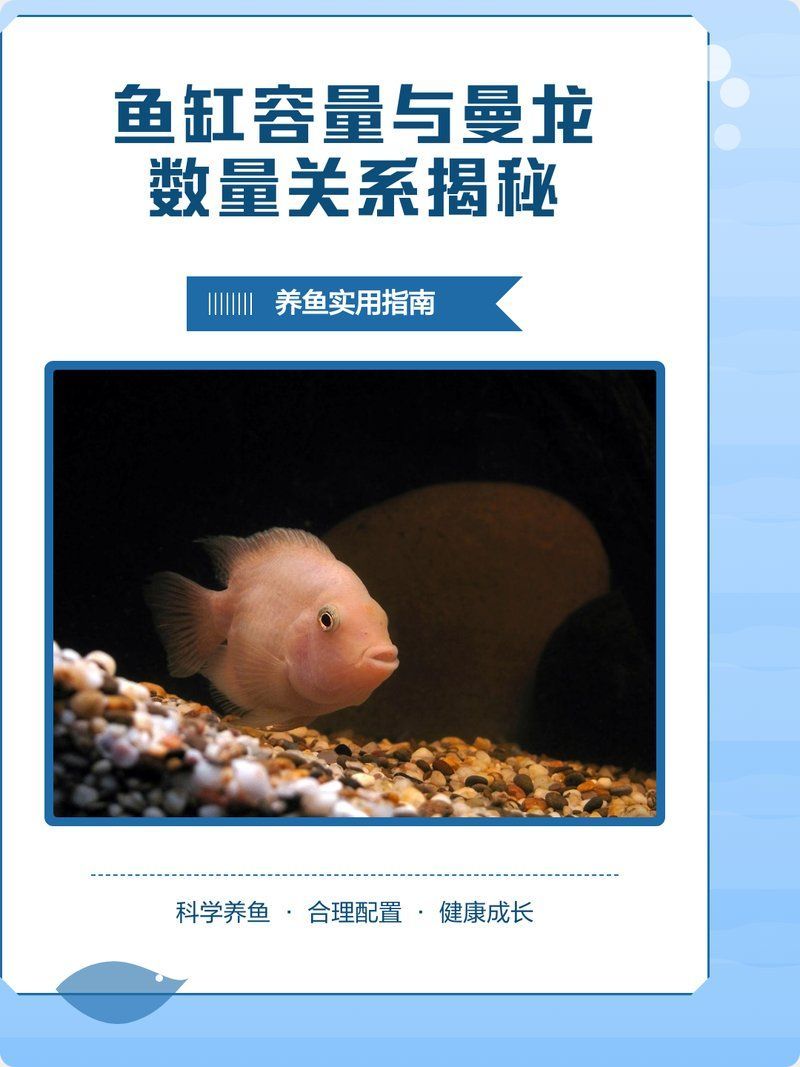 一個缸可以養幾只曼龍，60厘米魚缸能養幾條曼龍,如何判斷曼龍魚是否擁擠 一個缸可以養幾只曼龍，60厘米魚缸能養幾條曼龍,如何判斷曼龍魚是否擁擠 龍魚百科 第2張