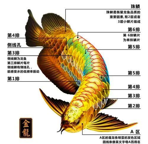 如何辨別龍魚品質(zhì)？，三圖速成專家大耳朵areatim金龍魚等級辨別指南 如何辨別龍魚品質(zhì)？，三圖速成專家大耳朵areatim金龍魚等級辨別指南 龍魚百科 第5張