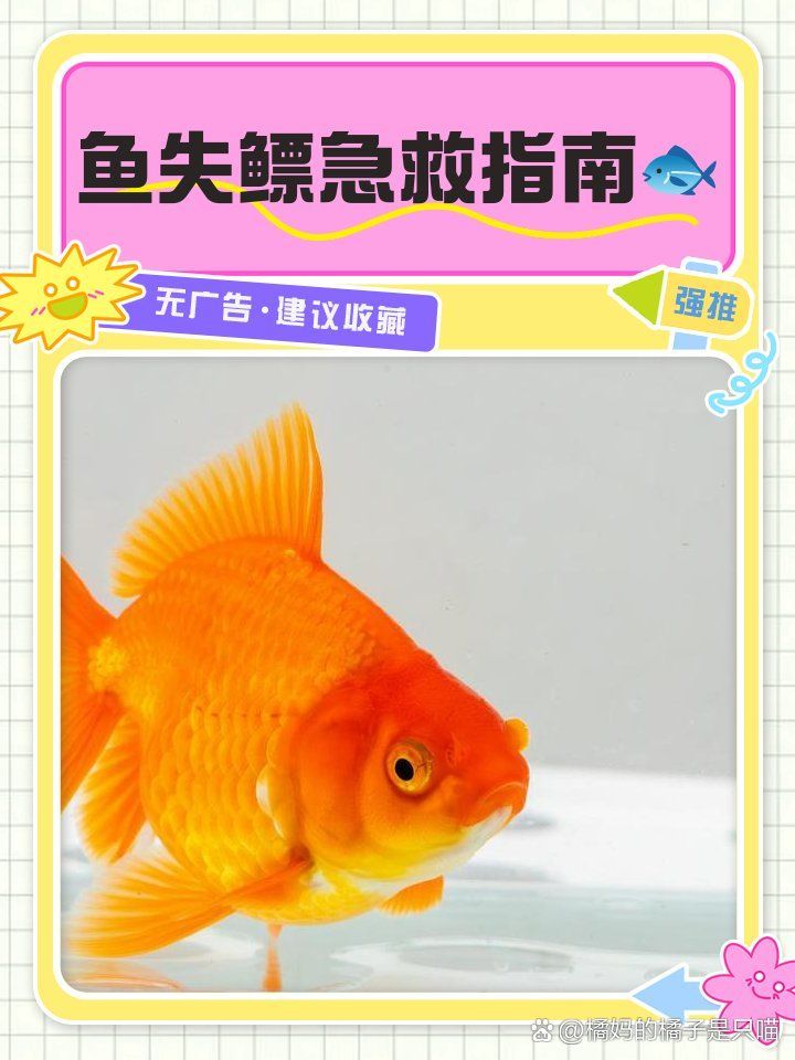 如何判斷魚是否失鰾，—————— 如何判斷魚是否失鰾，—————— 龍魚百科 第2張