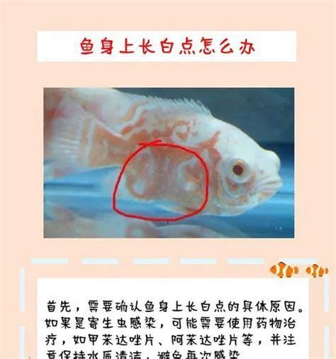 龍魚白點會自行消失嗎，龍魚白點會自行消失嗎，答案并不簡單