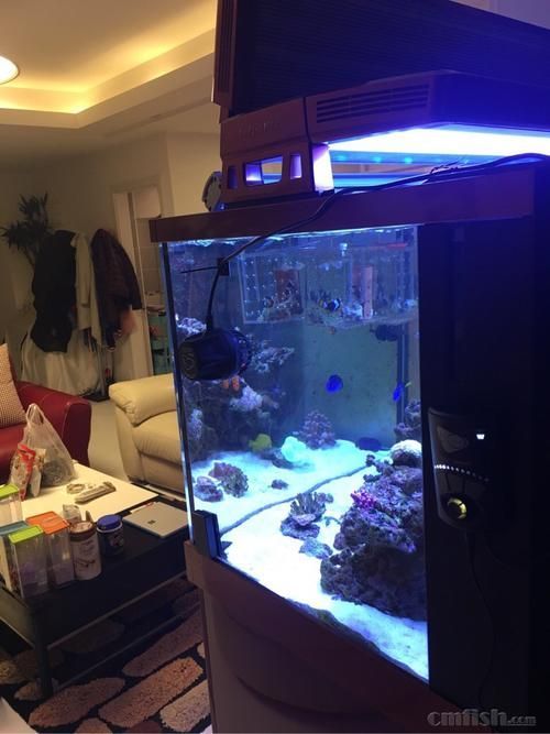Red Sea、CADE、Waterbox哪個品牌最受歡迎？，redsea,cade,waterbox,哪個品牌最受歡迎 Red Sea、CADE、Waterbox哪個品牌最受歡迎？，redsea,cade,waterbox,哪個品牌最受歡迎 龍魚百科 第5張