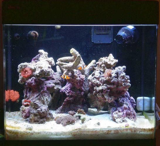 Red Sea、CADE、Waterbox哪個品牌最受歡迎？，redsea,cade,waterbox,哪個品牌最受歡迎 Red Sea、CADE、Waterbox哪個品牌最受歡迎？，redsea,cade,waterbox,哪個品牌最受歡迎 龍魚百科 第6張