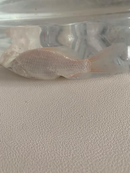 如何判斷龍魚爛尾是否感染，如何判斷龍魚爛尾 如何判斷龍魚爛尾是否感染，如何判斷龍魚爛尾 龍魚百科 第4張