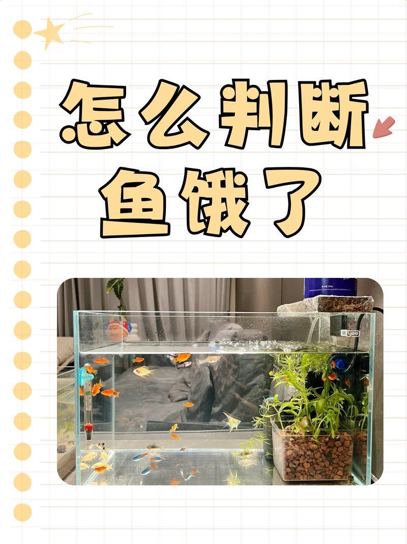 如何判斷玉龍魚是否饑餓 如何判斷玉龍魚是否饑餓 龍魚百科 第2張