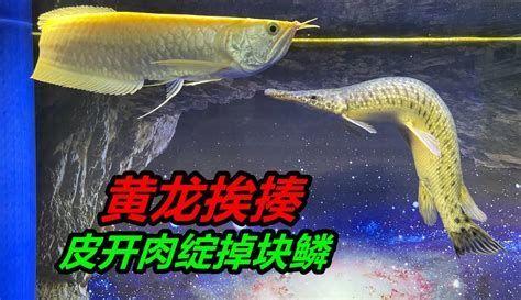 如何判斷龍魚下頜是否骨折？，如何判斷龍魚下頜是否骨折