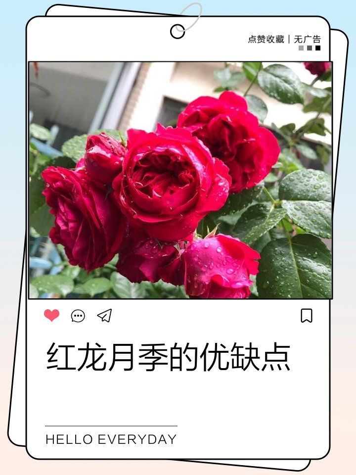 紅龍月季的優缺點，小植物講堂，紅龍月季的優缺點 紅龍月季的優缺點，小植物講堂，紅龍月季的優缺點 龍魚百科 第7張