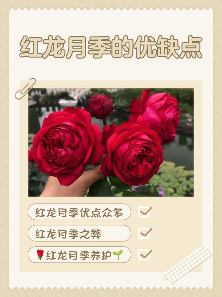 紅龍月季的優缺點，小植物講堂，紅龍月季的優缺點 紅龍月季的優缺點，小植物講堂，紅龍月季的優缺點 龍魚百科 第8張