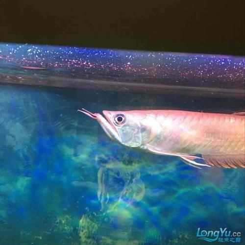 有沒有更多龍魚浮頭張嘴的表情包,“龍魚浮頭張嘴表情包”gif動(dòng)圖和表情包分享 龍魚百科 第7張 有沒有更多龍魚浮頭張嘴的表情包,“龍魚浮頭張嘴表情包”gif動(dòng)圖和表情包分享 有沒有更多龍魚浮頭張嘴的表情包,“龍魚浮頭張嘴表情包”gif動(dòng)圖和表情包分享 龍魚百科 第7張