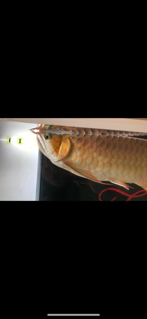 有沒有更多龍魚浮頭張嘴的表情包,“龍魚浮頭張嘴表情包”gif動(dòng)圖和表情包分享 龍魚百科 第11張 有沒有更多龍魚浮頭張嘴的表情包,“龍魚浮頭張嘴表情包”gif動(dòng)圖和表情包分享 有沒有更多龍魚浮頭張嘴的表情包,“龍魚浮頭張嘴表情包”gif動(dòng)圖和表情包分享 龍魚百科 第11張