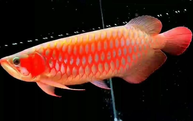 給我更多血龍魚的圖片資源，世界上最貴的觀賞魚，血龍魚的價格是多少 給我更多血龍魚的圖片資源，世界上最貴的觀賞魚，血龍魚的價格是多少 龍魚百科 第9張