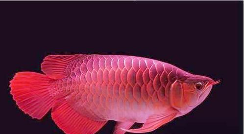 給我更多血龍魚的圖片資源，世界上最貴的觀賞魚，血龍魚的價格是多少 給我更多血龍魚的圖片資源，世界上最貴的觀賞魚，血龍魚的價格是多少 龍魚百科 第16張