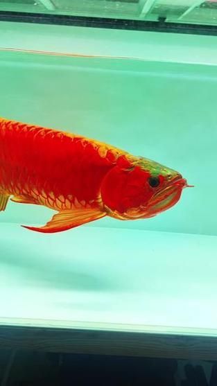 如何判斷大湖紅龍魚的品質？，如何判斷大湖紅紅龍魚的品質？ 如何判斷大湖紅龍魚的品質？，如何判斷大湖紅紅龍魚的品質？ 龍魚百科 第4張