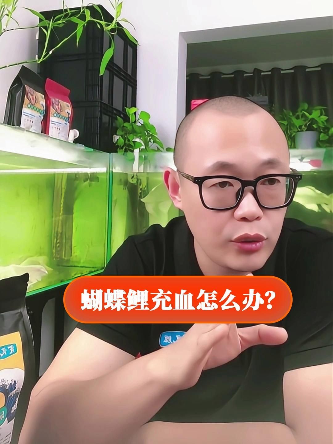 如何預防蝴蝶鯉鱗片充血，如何預防蝴蝶鯉鱗片充血的發生 如何預防蝴蝶鯉鱗片充血，如何預防蝴蝶鯉鱗片充血的發生 龍魚百科 第3張