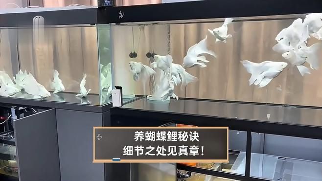 如何預防蝴蝶鯉鱗片充血，如何預防蝴蝶鯉鱗片充血的發生 如何預防蝴蝶鯉鱗片充血，如何預防蝴蝶鯉鱗片充血的發生 龍魚百科 第2張