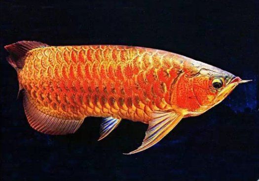 如何區分七彩龍魚和銀龍？ 如何區分七彩龍魚和銀龍？ 龍魚百科 第4張