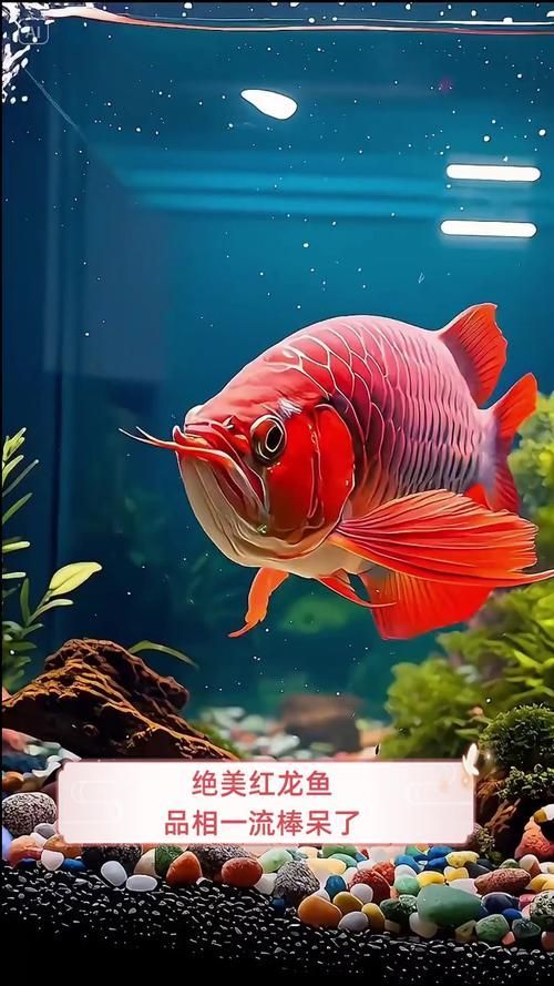 能否提供更多紅龍魚攝影的參考圖片,紅龍魚拍攝技巧 龍魚百科 第8張 能否提供更多紅龍魚攝影的參考圖片,紅龍魚拍攝技巧 能否提供更多紅龍魚攝影的參考圖片,紅龍魚拍攝技巧 龍魚百科 第8張
