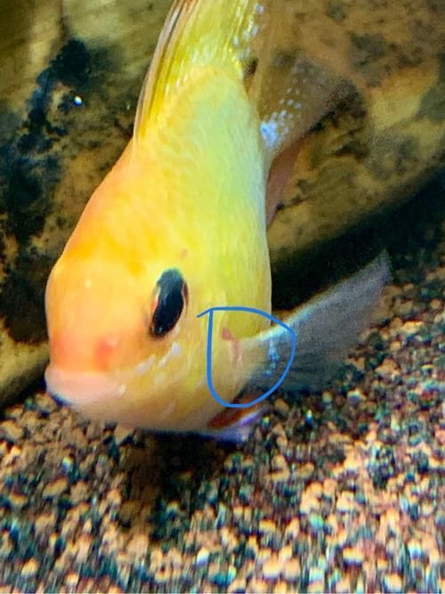 如何判斷魚鰭紅血絲是否復(fù)發(fā)，如何判斷魚鰭紅血絲是否復(fù)發(fā)——權(quán)威診斷指南 如何判斷魚鰭紅血絲是否復(fù)發(fā)，如何判斷魚鰭紅血絲是否復(fù)發(fā)——權(quán)威診斷指南 龍魚百科 第2張