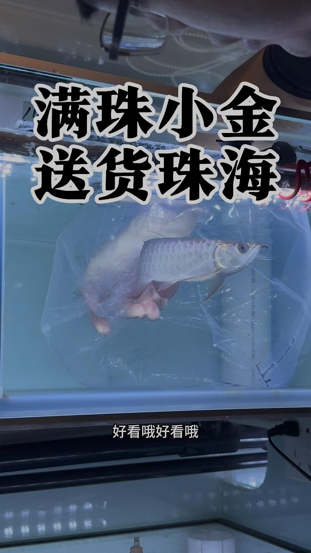 能推薦一些金龍魚的觀賞品種嗎？，十款熱門金龍魚全解析