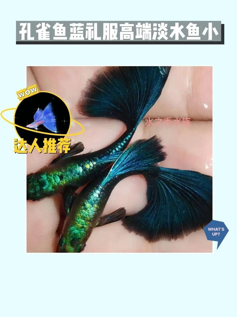 古典過背和金頭過背，“古典過背”與“金頭過背”的區別