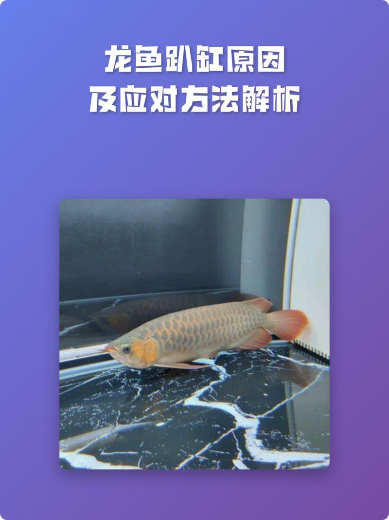 龍魚(yú)趴缸時(shí)應(yīng)該如何判斷原因？