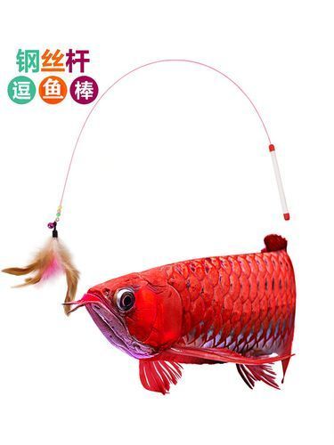 給我一些1到2厘米金龍魚幼苗的圖片，1到2厘米金龍魚幼苗推薦1到2厘米的金龍魚幼苗 給我一些1到2厘米金龍魚幼苗的圖片，1到2厘米金龍魚幼苗推薦1到2厘米的金龍魚幼苗 龍魚百科 第15張