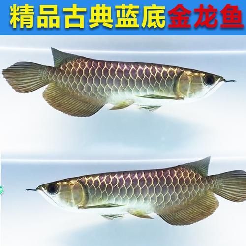 給我一些1到2厘米金龍魚幼苗的圖片，1到2厘米金龍魚幼苗推薦1到2厘米的金龍魚幼苗 給我一些1到2厘米金龍魚幼苗的圖片，1到2厘米金龍魚幼苗推薦1到2厘米的金龍魚幼苗 龍魚百科 第9張