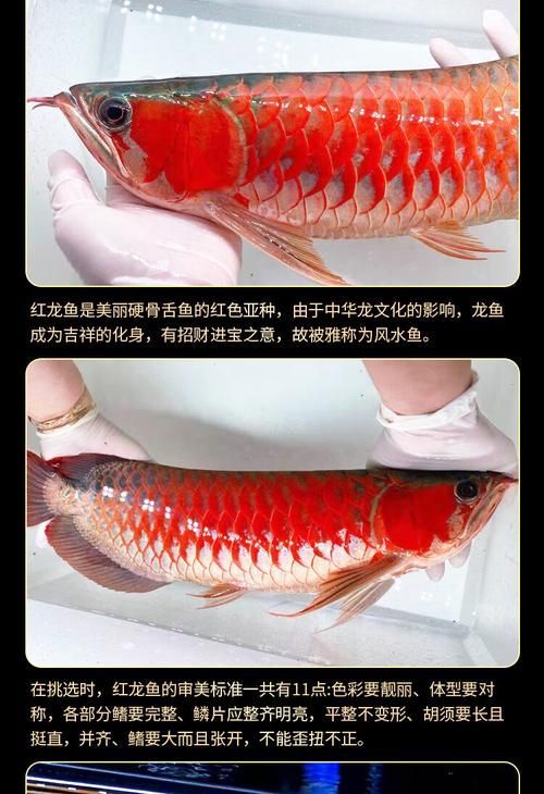 給我一些1到2厘米金龍魚幼苗的圖片，1到2厘米金龍魚幼苗推薦1到2厘米的金龍魚幼苗 給我一些1到2厘米金龍魚幼苗的圖片，1到2厘米金龍魚幼苗推薦1到2厘米的金龍魚幼苗 龍魚百科 第11張