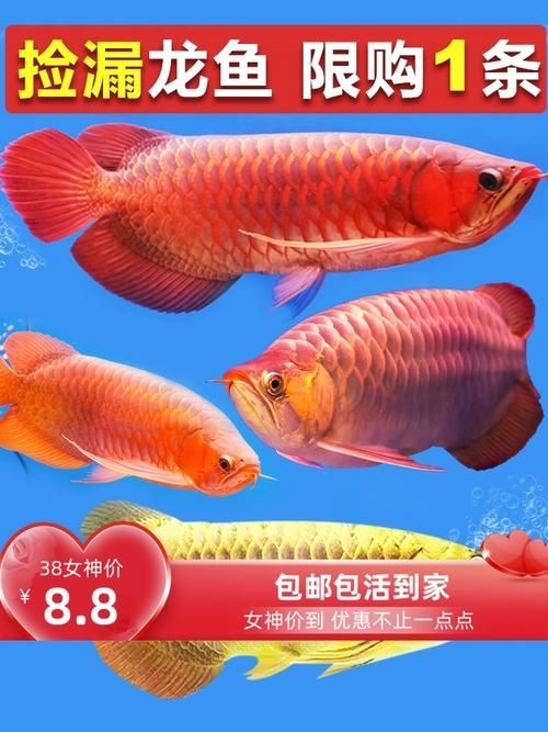 給我一些1到2厘米金龍魚幼苗的圖片，1到2厘米金龍魚幼苗推薦1到2厘米的金龍魚幼苗 給我一些1到2厘米金龍魚幼苗的圖片，1到2厘米金龍魚幼苗推薦1到2厘米的金龍魚幼苗 龍魚百科 第10張