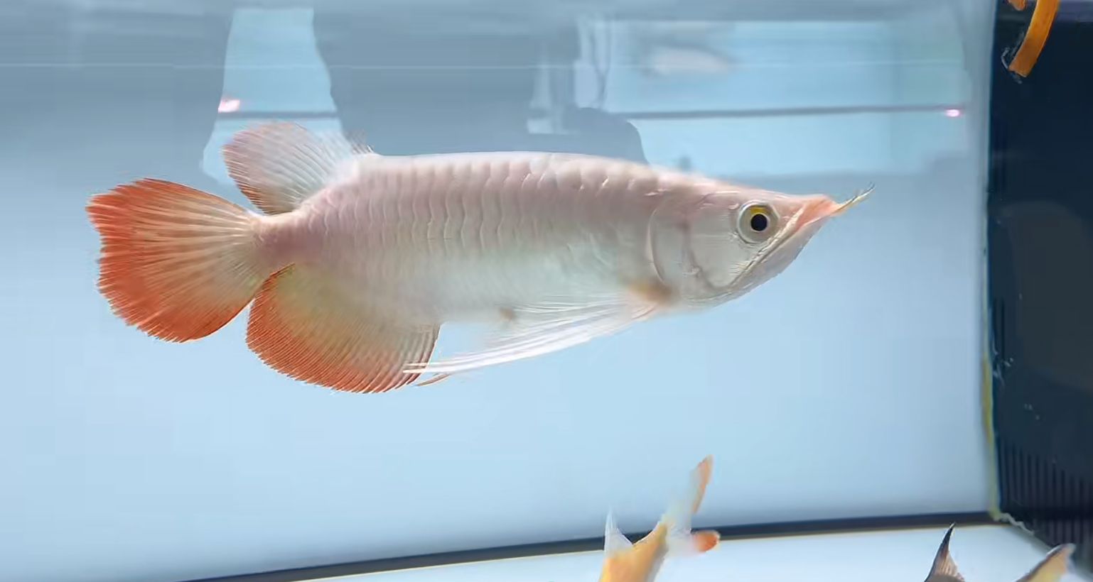 祥龍魚場斯巴沃紅龍,一尾定乾坤,祥龍魚場斯巴沃紅龍(superredarowana和大湖紅龍)對比 斯巴沃紅龍 第1張 祥龍魚場斯巴沃紅龍,一尾定乾坤,祥龍魚場斯巴沃紅龍(superredarowana和大湖紅龍)對比 祥龍魚場斯巴沃紅龍,一尾定乾坤,祥龍魚場斯巴沃紅龍(superredarowana和大湖紅龍)對比 斯巴沃紅龍 第1張