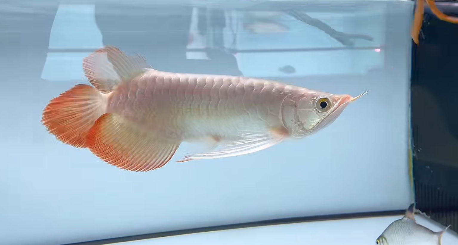 祥龍魚場斯巴沃紅龍,一尾定乾坤,祥龍魚場斯巴沃紅龍(superredarowana和大湖紅龍)對比 斯巴沃紅龍 第2張 祥龍魚場斯巴沃紅龍,一尾定乾坤,祥龍魚場斯巴沃紅龍(superredarowana和大湖紅龍)對比 祥龍魚場斯巴沃紅龍,一尾定乾坤,祥龍魚場斯巴沃紅龍(superredarowana和大湖紅龍)對比 斯巴沃紅龍 第2張