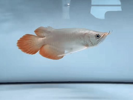 祥龍魚場?斯巴沃紅龍（Super Red）印尼卡普瓦斯河原生血統(tǒng)，頂級賽級紅龍標(biāo)桿，?斯巴沃紅龍（superred） 祥龍魚場?斯巴沃紅龍（Super Red）印尼卡普瓦斯河原生血統(tǒng)，頂級賽級紅龍標(biāo)桿，?斯巴沃紅龍（superred） 斯巴沃紅龍 第1張