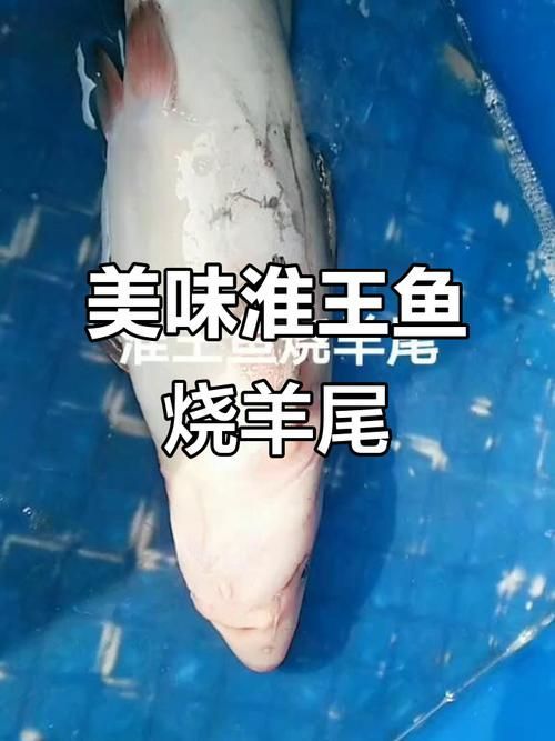 鳳臺(tái)淮王魚和龍魚有什么區(qū)別? 龍魚百科 第5張 鳳臺(tái)淮王魚和龍魚有什么區(qū)別? 鳳臺(tái)淮王魚和龍魚有什么區(qū)別? 龍魚百科 第5張