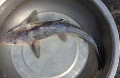 鳳臺(tái)淮王魚和龍魚有什么區(qū)別? 龍魚百科 第1張 鳳臺(tái)淮王魚和龍魚有什么區(qū)別? 鳳臺(tái)淮王魚和龍魚有什么區(qū)別? 龍魚百科 第1張