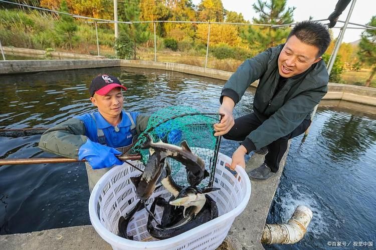 鳳臺(tái)淮王魚和龍魚有什么區(qū)別? 龍魚百科 第3張 鳳臺(tái)淮王魚和龍魚有什么區(qū)別? 鳳臺(tái)淮王魚和龍魚有什么區(qū)別? 龍魚百科 第3張