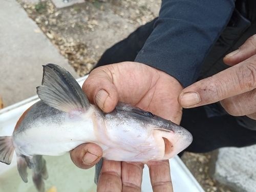 鳳臺(tái)淮王魚和龍魚有什么區(qū)別? 龍魚百科 第4張 鳳臺(tái)淮王魚和龍魚有什么區(qū)別? 鳳臺(tái)淮王魚和龍魚有什么區(qū)別? 龍魚百科 第4張