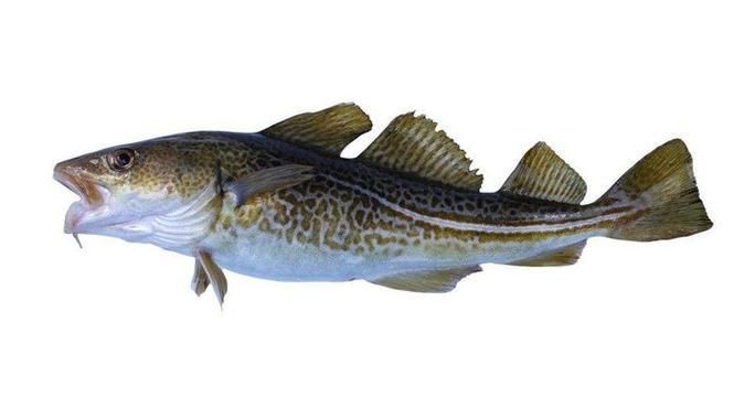 鳳臺(tái)淮王魚和龍魚有什么區(qū)別? 龍魚百科 第2張 鳳臺(tái)淮王魚和龍魚有什么區(qū)別? 鳳臺(tái)淮王魚和龍魚有什么區(qū)別? 龍魚百科 第2張
