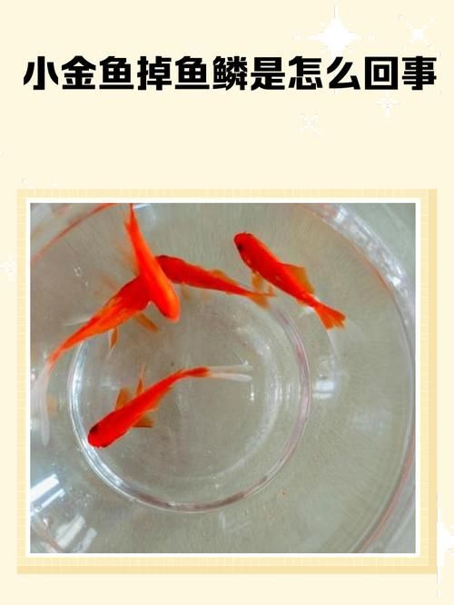 如何預防金魚受傷,如何科學預防金魚受傷 龍魚百科 第11張 如何預防金魚受傷,如何科學預防金魚受傷 如何預防金魚受傷,如何科學預防金魚受傷 龍魚百科 第11張
