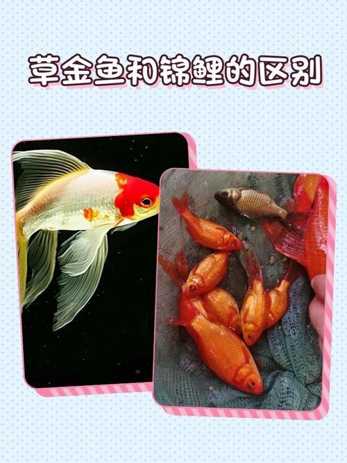 如何預防金魚受傷,如何科學預防金魚受傷 龍魚百科 第8張 如何預防金魚受傷,如何科學預防金魚受傷 如何預防金魚受傷,如何科學預防金魚受傷 龍魚百科 第8張