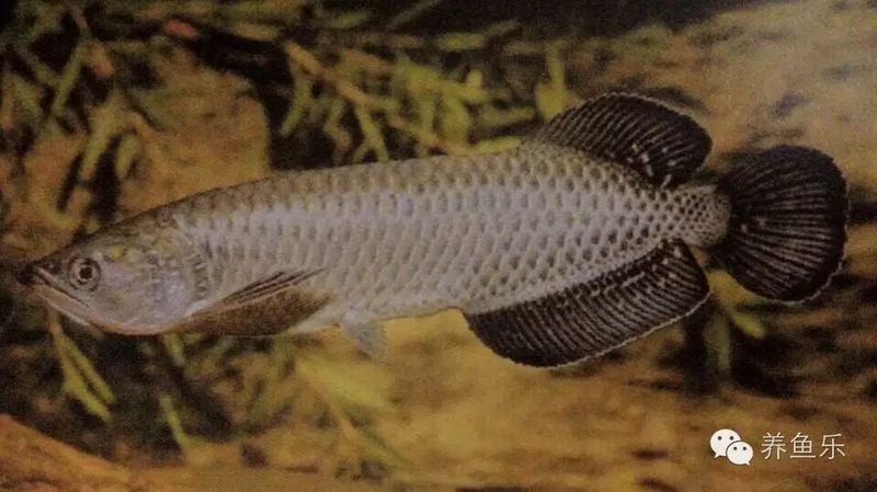 星點(diǎn)金龍魚(yú)和祥龍魚(yú)場(chǎng)有什么關(guān)聯(lián)？，星點(diǎn)金龍魚(yú)和祥龍魚(yú)場(chǎng)之間存在關(guān)聯(lián)，用戶(hù)要求1000字說(shuō)明和配圖 星點(diǎn)金龍魚(yú)和祥龍魚(yú)場(chǎng)有什么關(guān)聯(lián)？，星點(diǎn)金龍魚(yú)和祥龍魚(yú)場(chǎng)之間存在關(guān)聯(lián)，用戶(hù)要求1000字說(shuō)明和配圖 龍魚(yú)百科 第7張