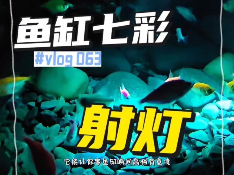 如何選擇適合龍魚的七彩變色燈？，如何選擇適合龍魚的七彩變色燈