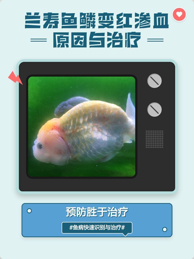 魚鱗變紅滲血是什么原因，如何判斷魚鱗變紅滲血的原因